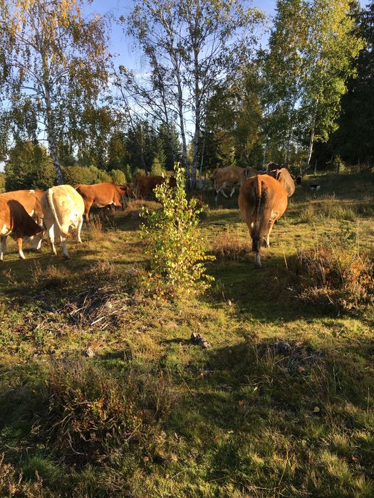 Vacii cu vitei da vanzare