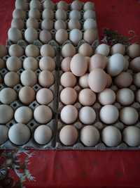 Ouă de găină pentru consum