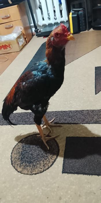 Два Дакана мощные