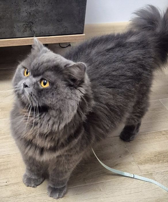 British Blue femela 2 ani pedigree