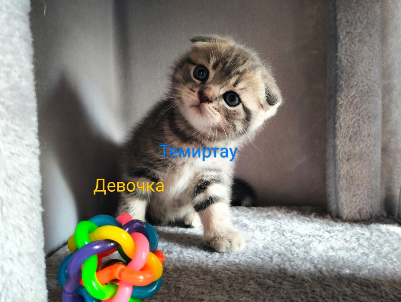 Продаётся мраморная кисуля