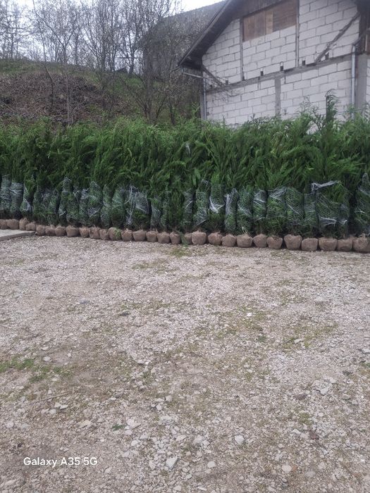 Tuia leylandii chiparos la oferta