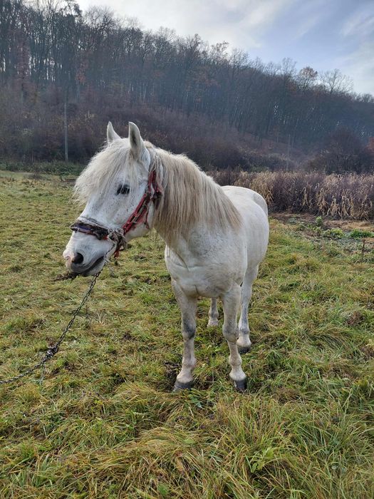 De vânzare armăsar!!