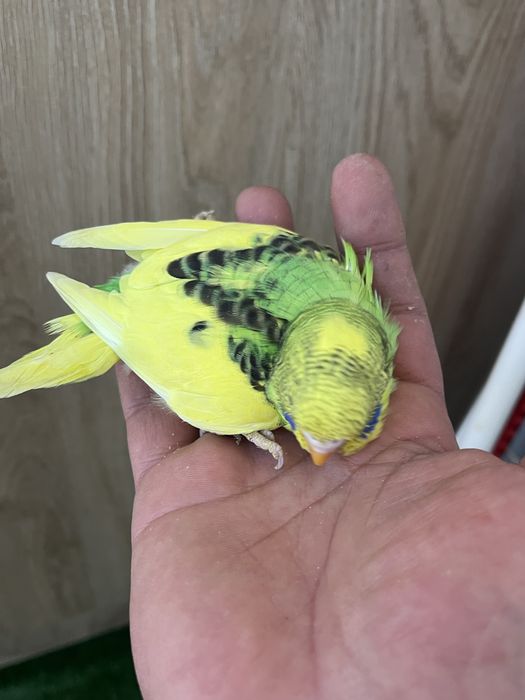 Perusi maruri cu pui cauta locuinta noua