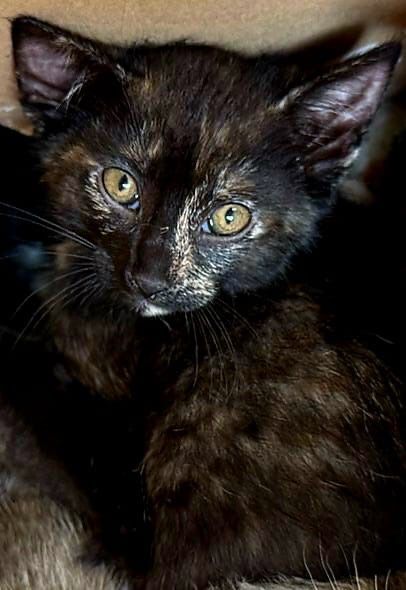 Pui de pisica pentru adoptie
