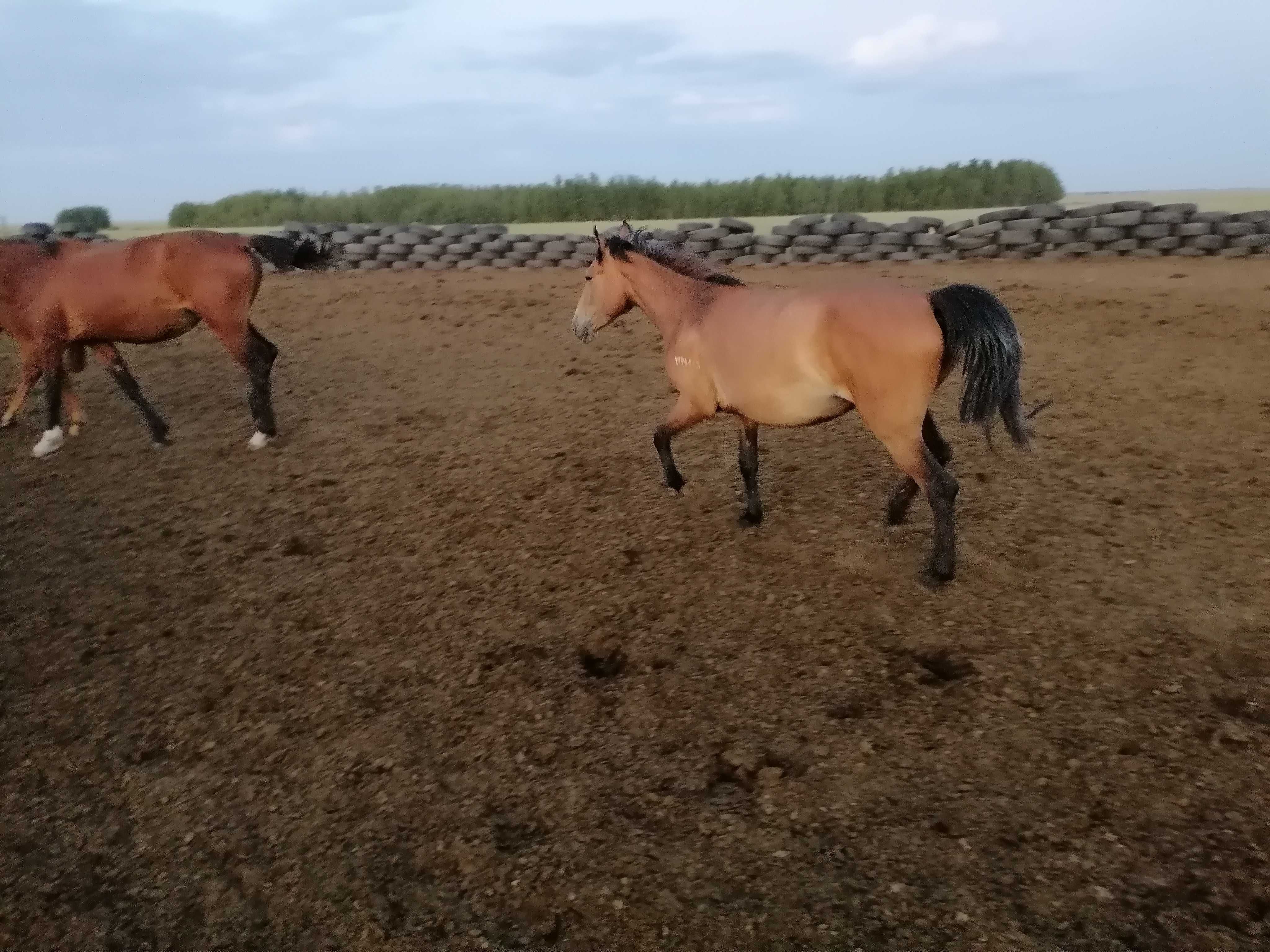 Продажа лошадей  3 головы.