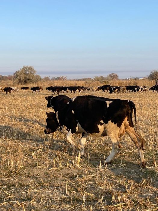 Продам корову Голштейн чистокровный