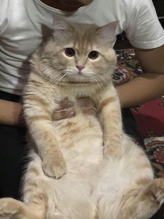 Кот для вязки очень красивый привитый и опытный