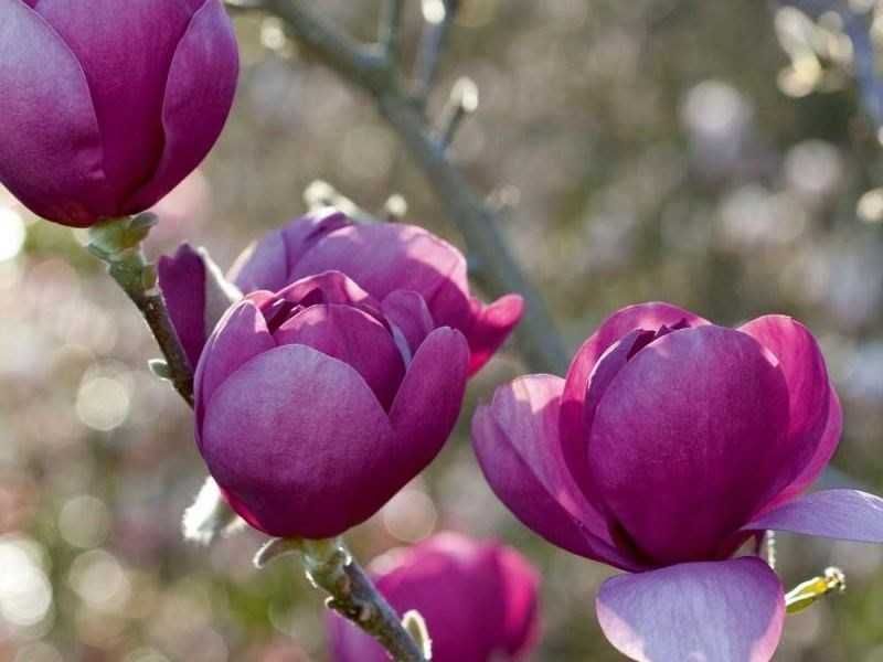 Magnolia Genie Black tulip Sunsation