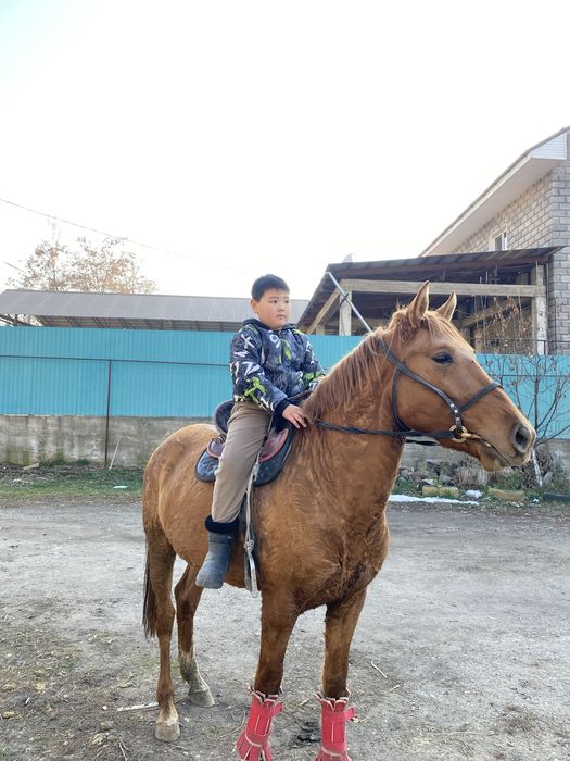 Құнан сатылады міңгі