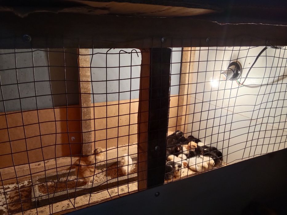 Цыплята Недельные Домашние