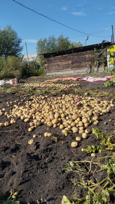 Продам картофель