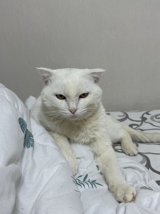 домашнего короткошёрстного (метиса)