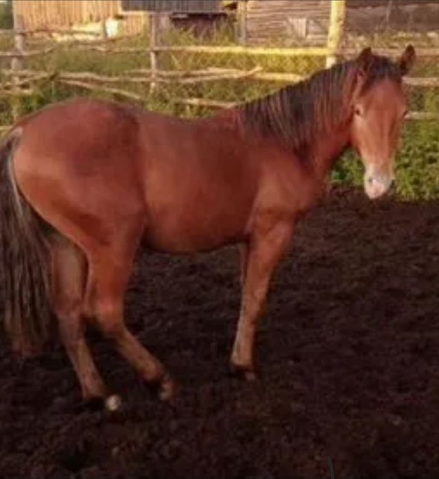 Продам жеребя 1.5 года