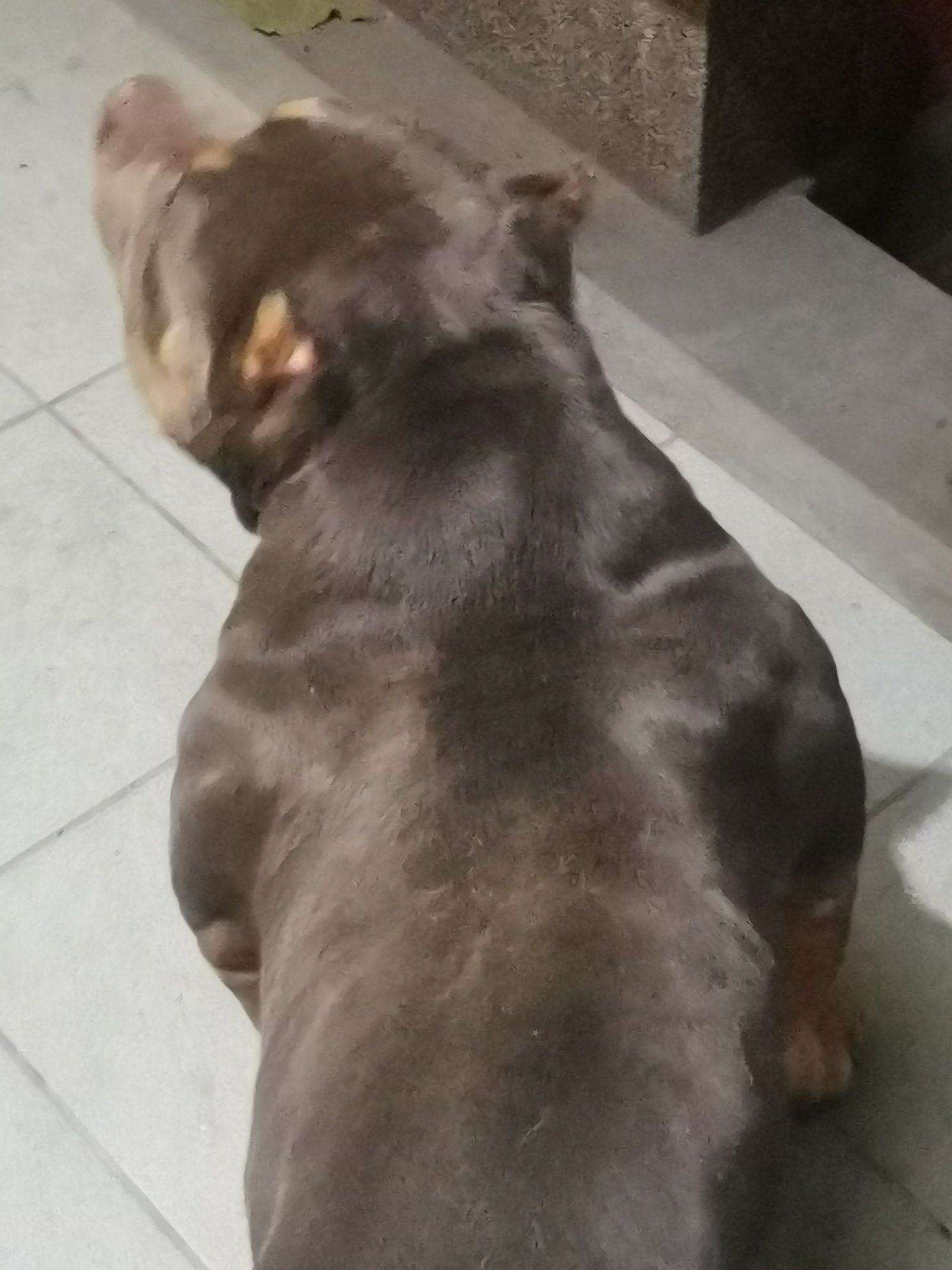 American bully Repro Top. Abkc