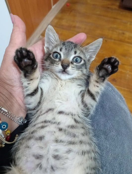 Donez pisoi băiețel, de 2 luni . Afumați Ilfov .