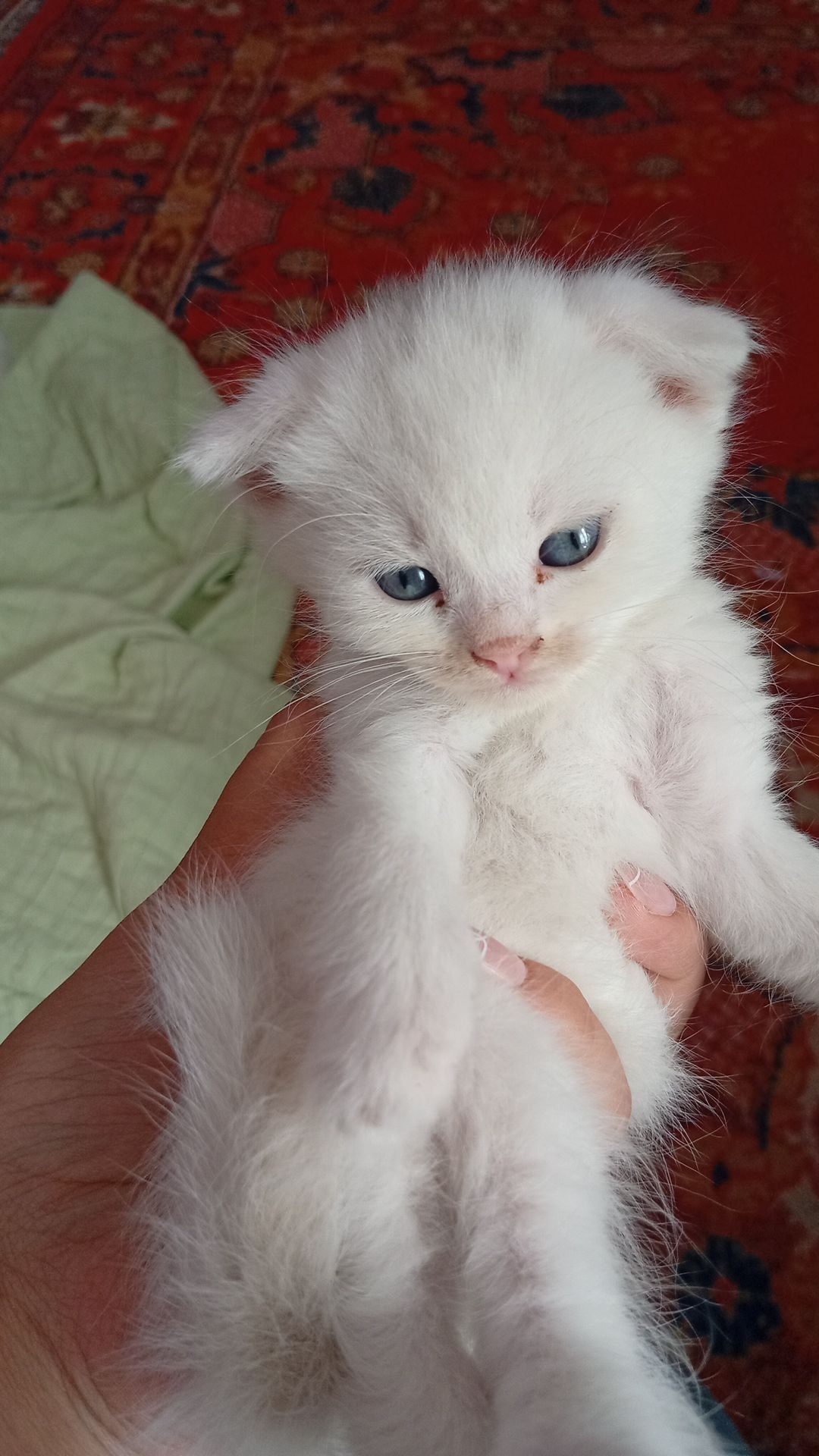 Скоттиш фольдики от правильной вязки
