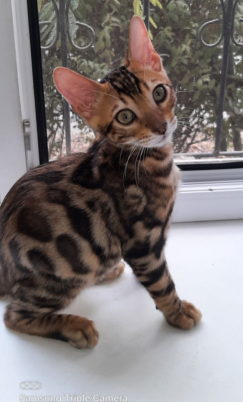 Бенгальские котята