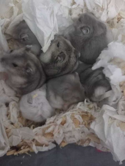 pui hamsteri gri, maro, alb