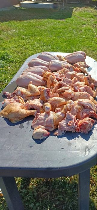 Pui de casă crescuți bio