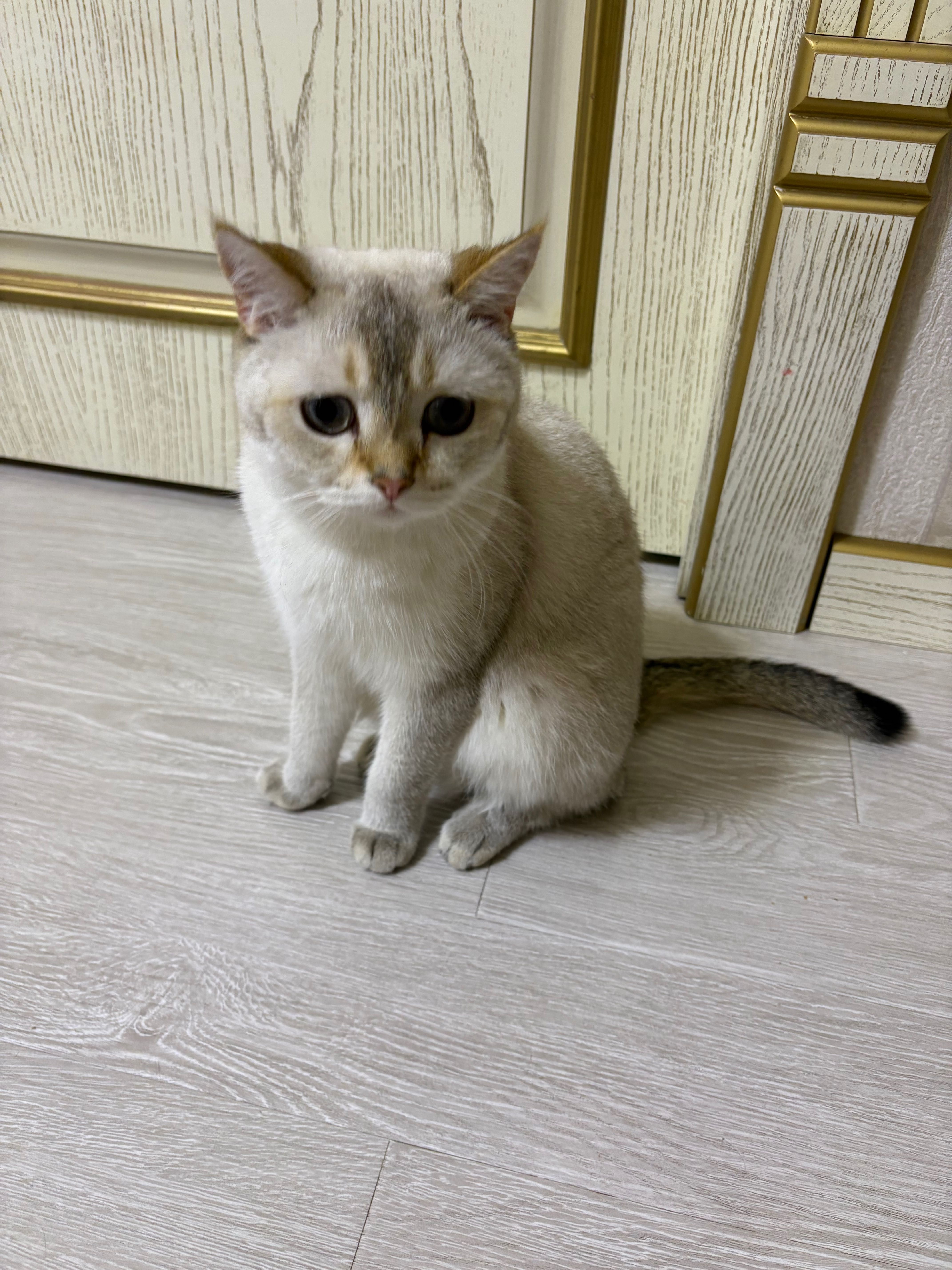 британская шиншилла British chinchilla
