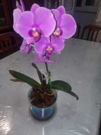 Орхидея орхидея орхидея