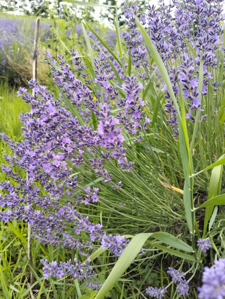 Buchete de lavanda uscata