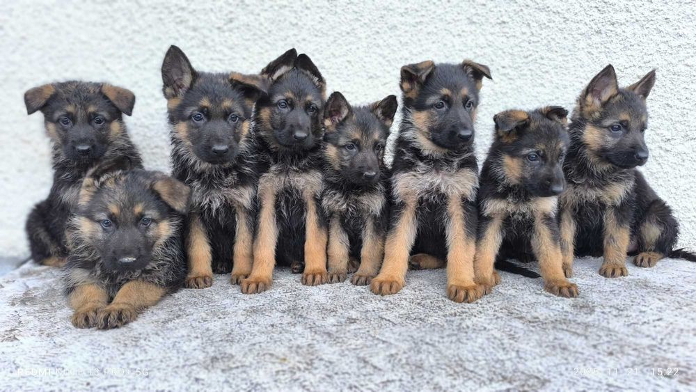 Pui Ciobanesc German