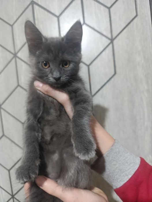 продам породистого котенка