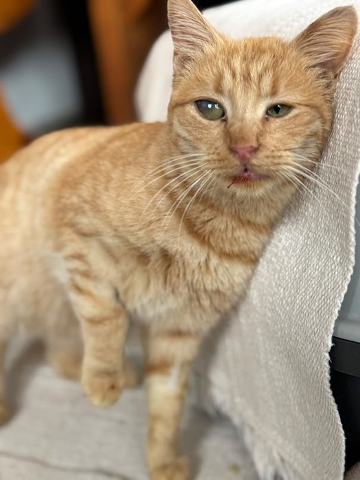 Красиво оранжево женско коте търси дом