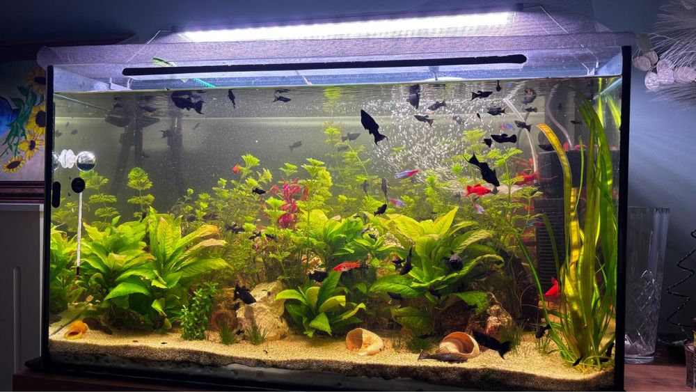 Acvariu sticla clara 160 L