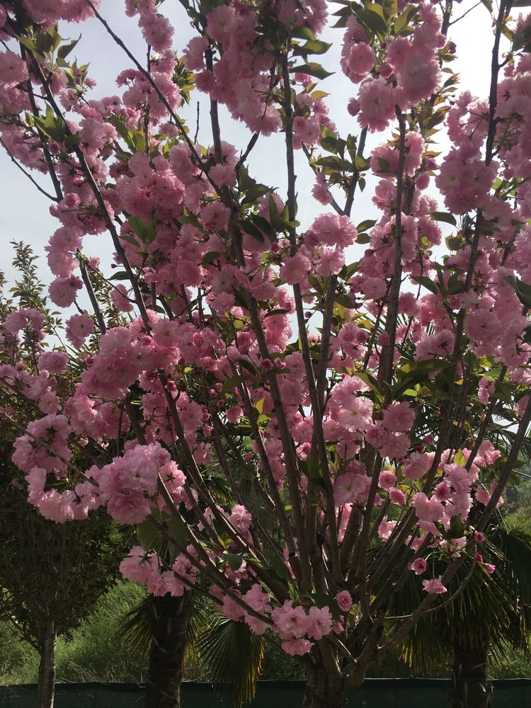 Cires Japonez (Burgundy / Sakura )