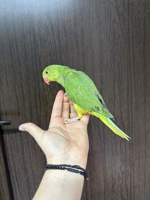 Papagali vorbitori Micul Alexandru Alexander