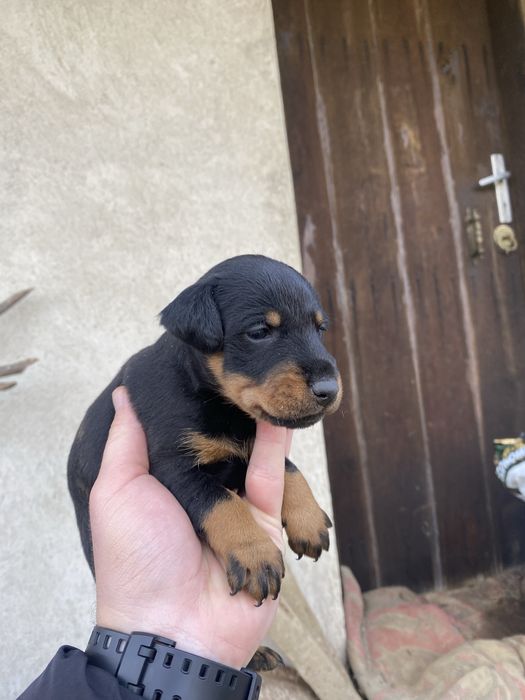 Ягдтериер кученца