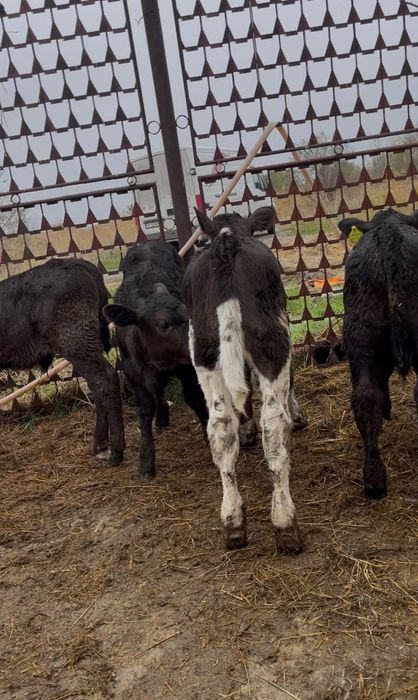 Vand lot de 10 vitele de rasă bună