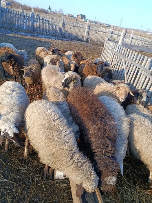 Денгииииииитииии