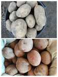 Продам картофель, домашний. Белая и красная