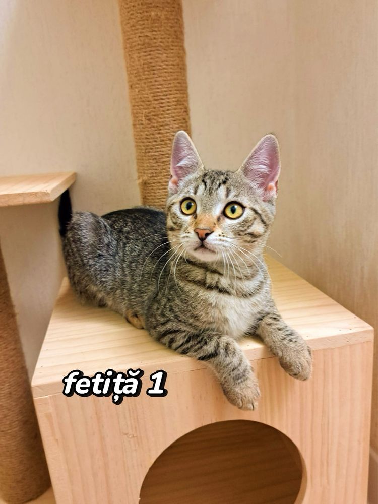 Adoptie pisoi 3 luni
