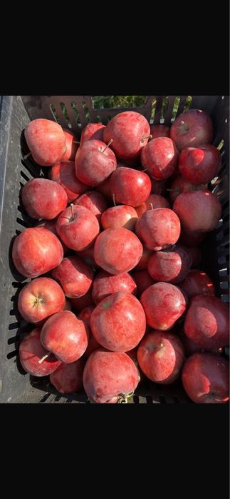 Прлдам яблоки Американка