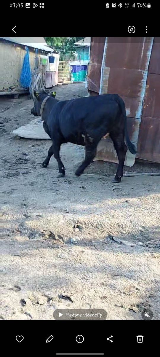 Vaca de vanzare .