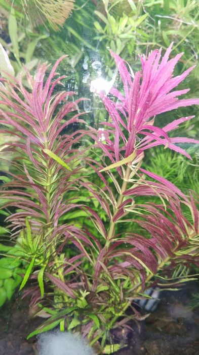 Аквариумни растения