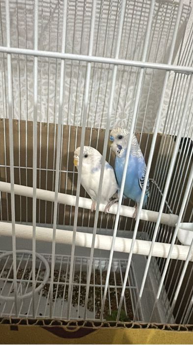 Продаются попугаи