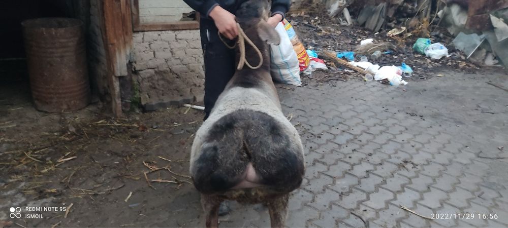 Қўй қўйлар сотолади