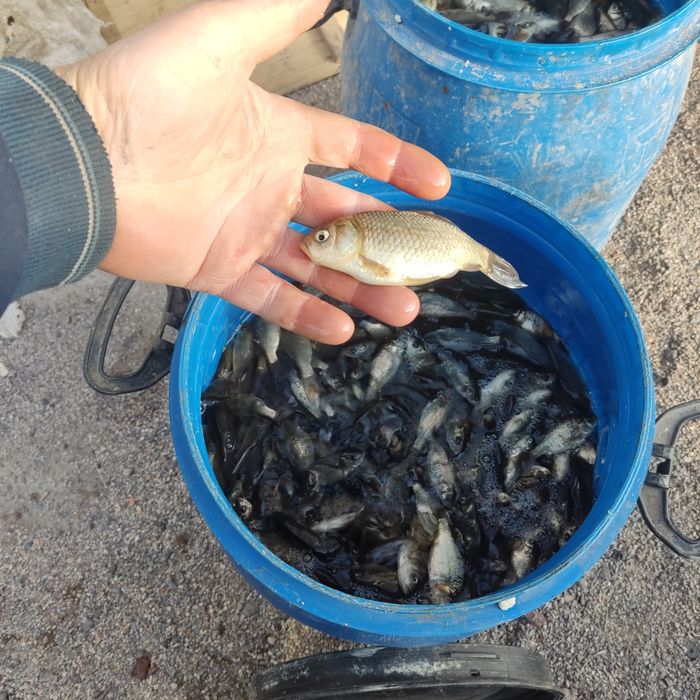 Живец. Живец карасик.