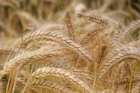 Продам пшеницу 1 тонна - 60тыс тенге