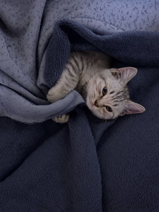 Пропал кот в районе Тд Апрель (Оборонная -Гоголя)