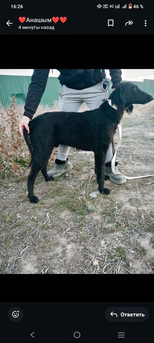 Тазы ит собака тазы