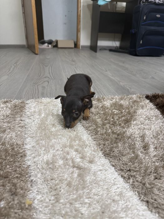 Мини пинчери на 2 месеца