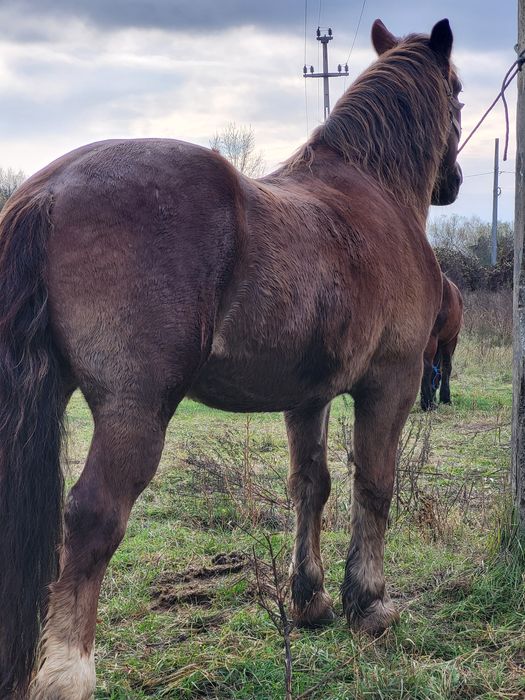 4 caii castrati de vanzare