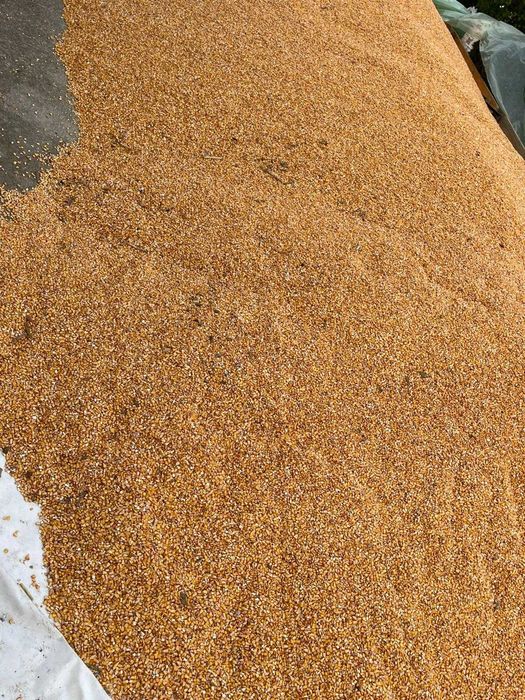 Vand Porumb Boabe 2025